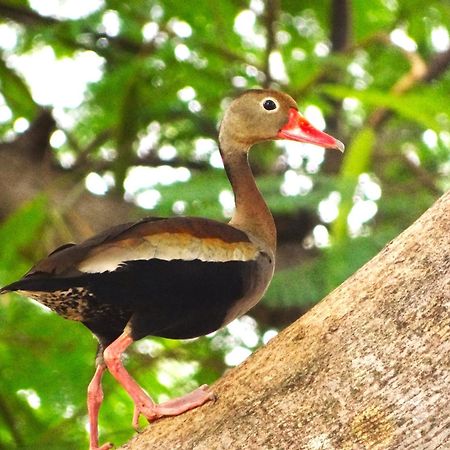 Pousada Fazenda Xaraes Todos os Santos Ngoại thất bức ảnh