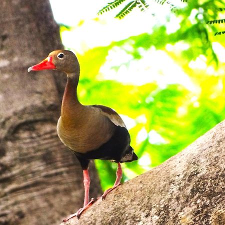 Pousada Fazenda Xaraes Todos os Santos Ngoại thất bức ảnh