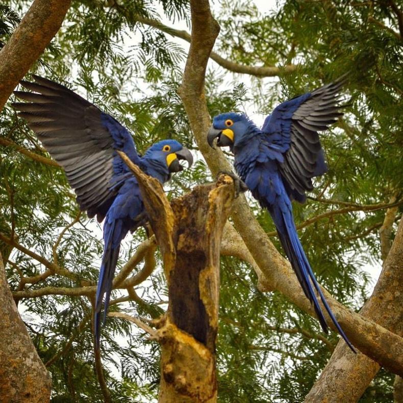 Pousada Fazenda Xaraes Todos os Santos Ngoại thất bức ảnh