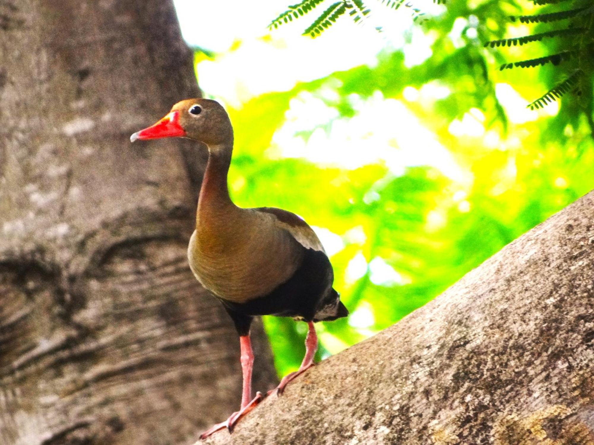 Pousada Fazenda Xaraes Todos os Santos Ngoại thất bức ảnh